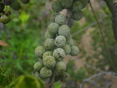 Morella cordifolia