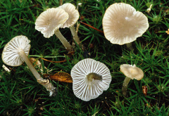 Hydropus praedecurrens