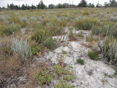 Diastella proteoides