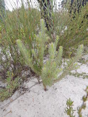 Diastella proteoides