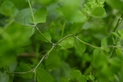 Podosphaera euphorbiae