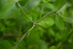 Podosphaera euphorbiae