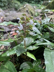 Odontochilus brevistylis
