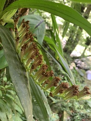Eria scabrilinguis