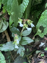 Odontochilus brevistylis