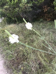 Oenothera glaucifolia