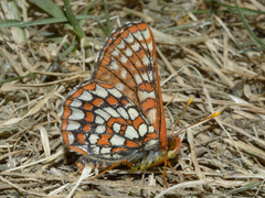 Euphydryas anicia bernadetta