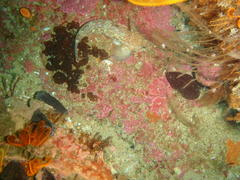 Caffrogobius nudiceps