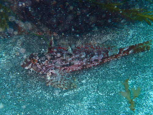 Lavender sculpin (Leiocottus hirundo) — Cottidae — 5
