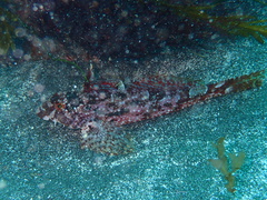 Leiocottus hirundo