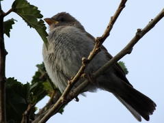 Passer diffusus stygiceps