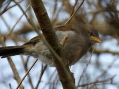 Passer diffusus stygiceps