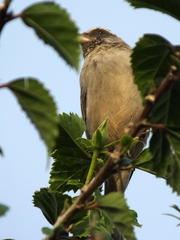 Passer diffusus stygiceps