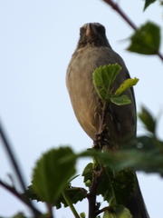 Passer diffusus stygiceps