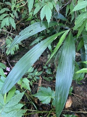 Calanthe formosana