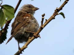 Passer diffusus stygiceps