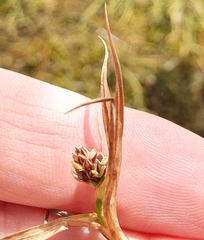 Carex rufina