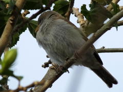 Passer diffusus stygiceps