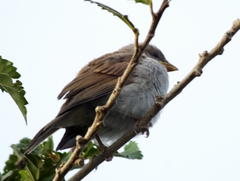 Passer diffusus stygiceps