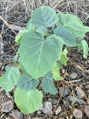 Datura discolor