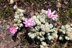 Braunsia maximilianii