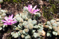 Braunsia maximilianii