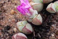 Braunsia maximilianii