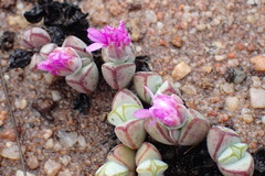 Braunsia maximilianii