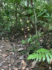 Aphyllorchis montana