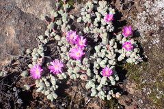 Braunsia maximilianii