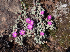Braunsia maximilianii