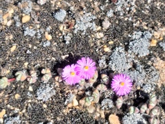 Braunsia maximilianii