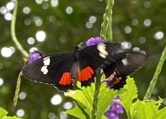 Parides iphidamas