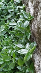 Tradescantia fluminensis
