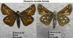 Hesperia nevada
