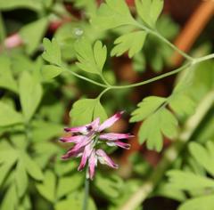 Fumaria muralis muralis