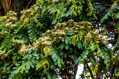 Albizia adianthifolia adianthifolia