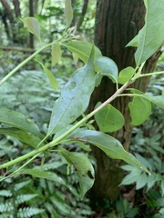 Cryptocarya chinensis
