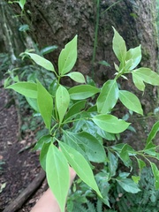 Cryptocarya chinensis