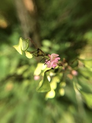 Hylodesmum glutinosum