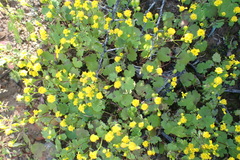 Cineraria platycarpa