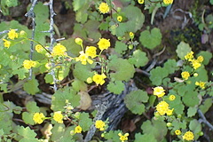 Cineraria platycarpa