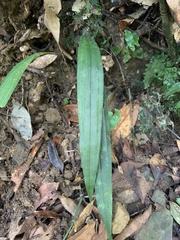 Tainia dunnii