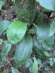 Acanthophippium striatum