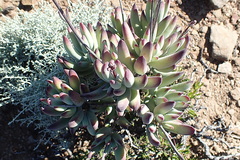 Cotyledon tomentosa