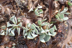 Othonna cacalioides