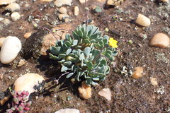 Othonna cacalioides