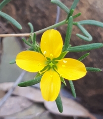 Roepera aurantiaca aurantiaca