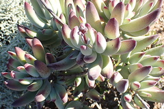 Cotyledon tomentosa