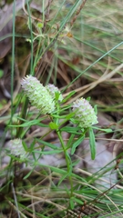 Polygala cruciata